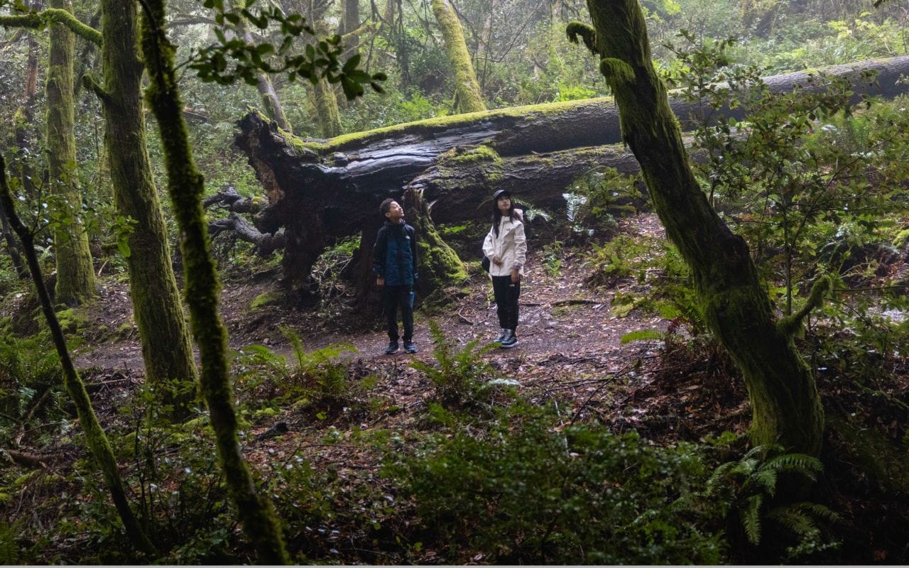 Two children are in the woods in front of a fallen tree. They’re looking up, wearing rain gear from The North Face. Text reads: “Discover new arrivals.” 