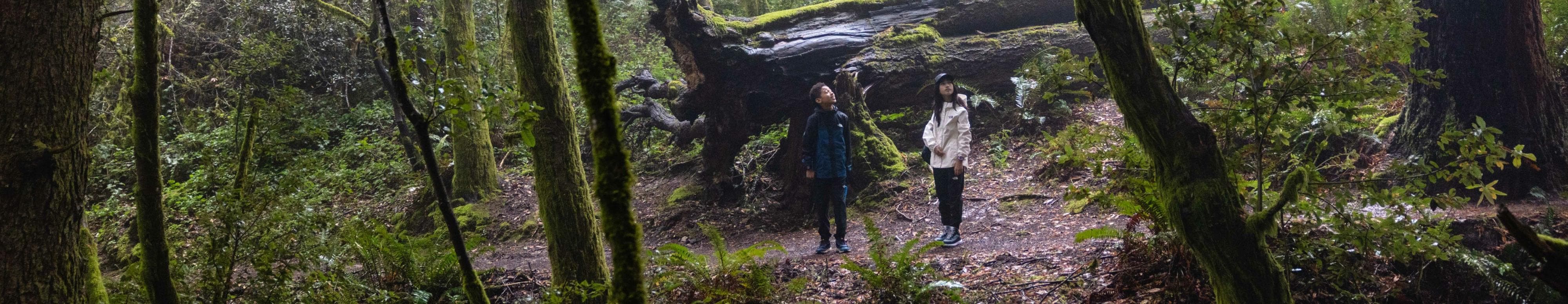 Two children are in the woods in front of a fallen tree. They’re looking up, wearing rain gear from The North Face. Text reads: “Discover new arrivals.” 