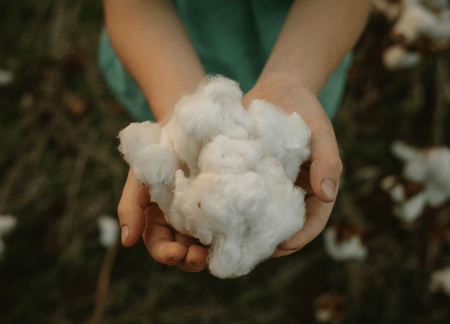 In-situ image of a child’s hands holding cotton while standing in a cotton field.