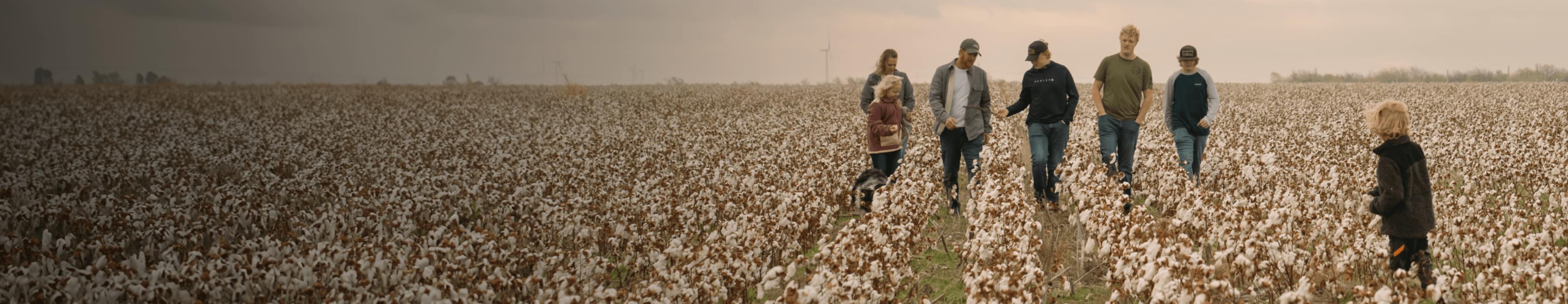 A family of farmers are walking through their cotton field.